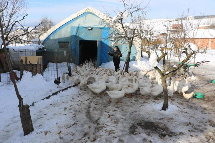 Ebru öğretmen, hayalleri için köye yerleşti, kaz yetiştiriyor