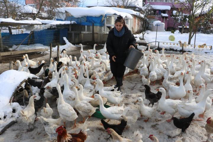 Ebru öğretmen, hayalleri için köye yerleşti, kaz yetiştiriyor