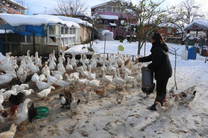 Ebru öğretmen, hayalleri için köye yerleşti, kaz yetiştiriyor