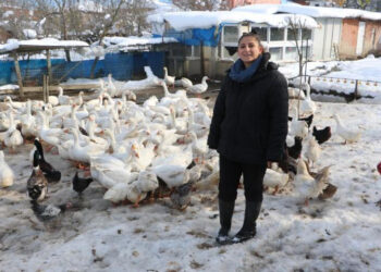 Ebru öğretmen, hayalleri için köye yerleşti, kaz yetiştiriyor