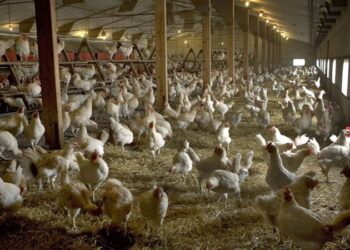Konya’da ‘kuş gribi’ vakası görüldü, Bakanlık açıklama yaptı