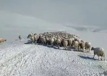 Yayla dönüşünde sürü tipiye yakalandı, 350 koyun donarak telef oldu