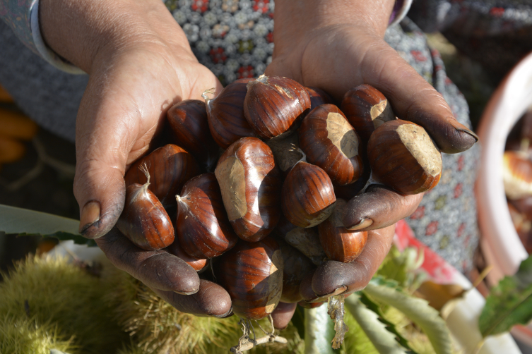 Dünyadaki üretimde 4’üncü sıradayız ama kestane fiyatı el yakıyor!