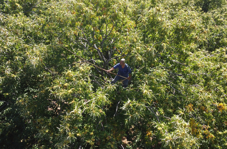 Dünyadaki üretimde 4’üncü sıradayız ama kestane fiyatı el yakıyor!