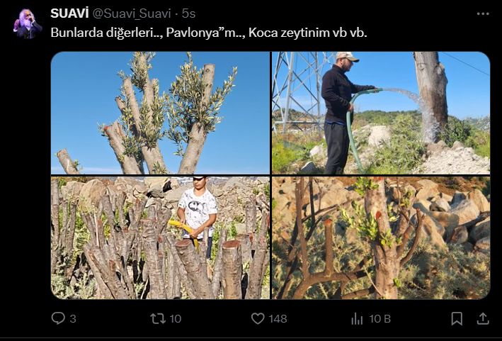 Suavi’nin Bodrum’daki arazisinde ağaçların kesildiği iddia edildi