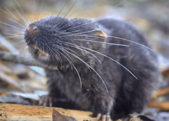 Dünya genelinde 27 yeni hayvan türü keşfedildi