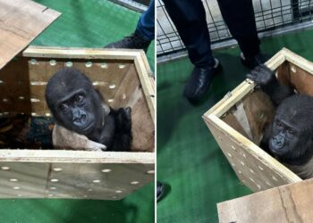 İstanbul’da takibe alınan bir yükün içinden çıkan herkesi şaşırttı