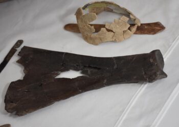 Ulucak Höyüğü’nde binlerce yıllık binada tahıllar, kaplumbağa kabuğu, spatula bulundu