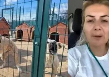 MASAK tespit etti: Köpekler için yapılan bağış paraları ile 65 araç almış 3 MASAK tespit etti: Köpekler için yapılan bağış paraları ile 65 araç almış