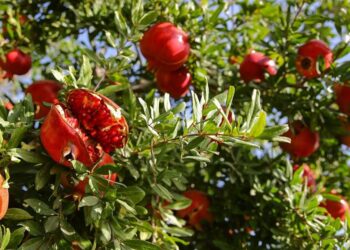 Nar da gittiği ülkeden döndü: İşte içindeki madde…
