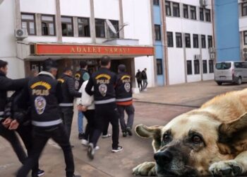 Sokak hayvanları derneği operasyonunda 8 şüpheli adliyeye sevk edildi