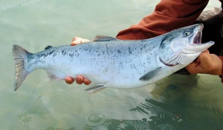 Somonda balık biti ve enfeksiyona rastlandı! Dünya tedirgin