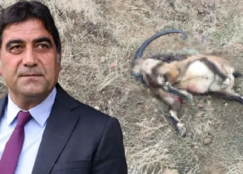 Tiftik keçisi hakkında önerge vermişti: İYİ Partili vekil Ünal Karaman’ın dağ keçisi katlettiği ortaya çıktı