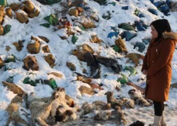 Hakkari’de vahşet: Kül dökülen alanda 20 ölü köpek bulundu