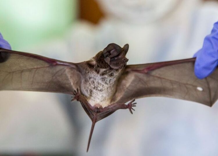 Çin’de insanlara bulaşabilen yeni yarasa corona virüsü bulundu