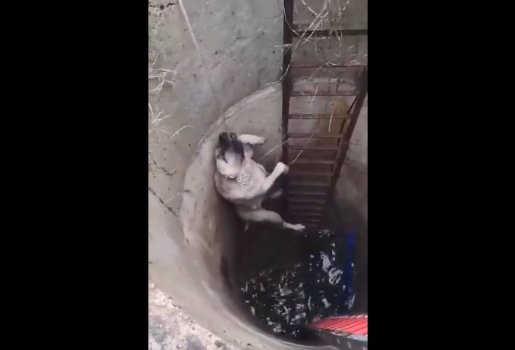 Kuyuya düşen köpeği, itfaiye ekipleri boğulmaktan kurtardı 2 Kuyuya düşen köpeği, itfaiye ekipleri boğulmaktan kurtardı