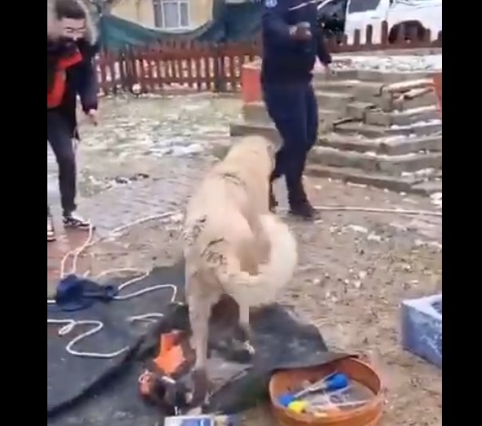 Kuyuya düşen köpeği, itfaiye ekipleri boğulmaktan kurtardı