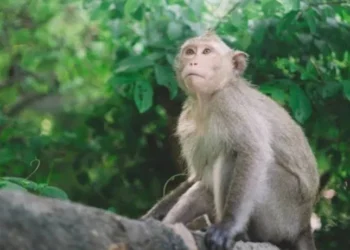 Bir maymun yüzünden bütün ülke elektriksiz kaldı