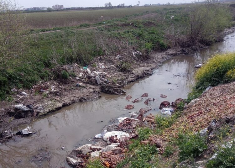 At ve eşeklerden arta kalanlar dere yatağında ortaya çıktı 1 At ve eşeklerden arta kalanlar dere yatağında ortaya çıktı