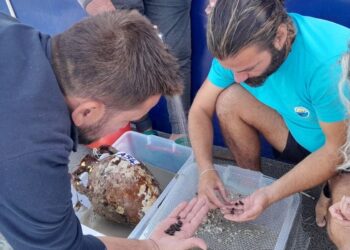 Antalya’daki Gazze batığında, 1100 yıllık zeytin çekirdekleri bulundu