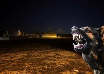 Sokak köpeklerinin saldırısına uğrayan 2 yaşındaki Rana bebek hayatını kaybetti