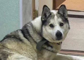 Rusya’da bir köpek, bir aydır yangında ölen sahibinin külleri üzerinde bekliyor