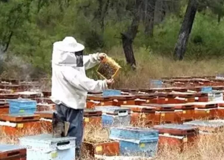Kovan bakımı yaparken arıların soktuğu kişi hayatını kaybetti