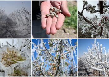 Üreticiyi don vurdu, faturası ağır olacak! Tarımda büyük kayıp bekleniyor