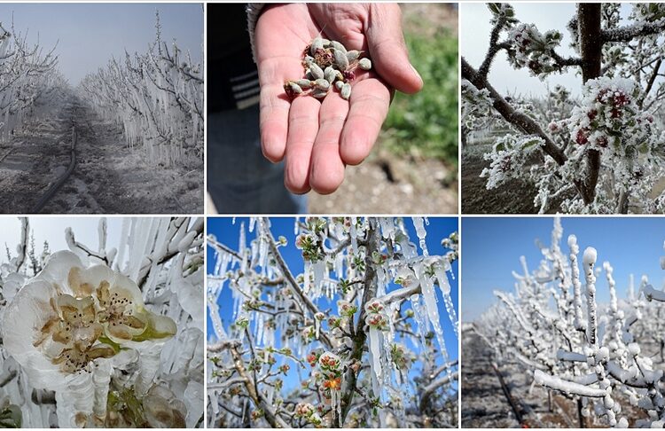 Üreticiyi don vurdu, faturası ağır olacak! Tarımda büyük kayıp bekleniyor