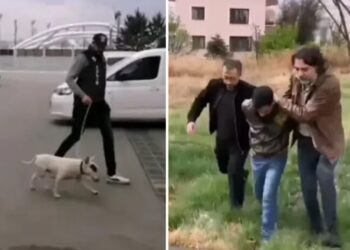 10 bin euro değerindeki KIF sertifikalı köpeği çalan hırsız tutuklandı