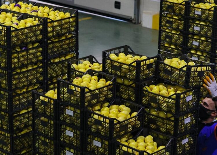 Yurt dışına limon satışı durduruldu! Gerekçe fiyatların aşırı yükselmesi 1 Yurt dışına limon satışı durduruldu! Gerekçe fiyatların aşırı yükselmesi