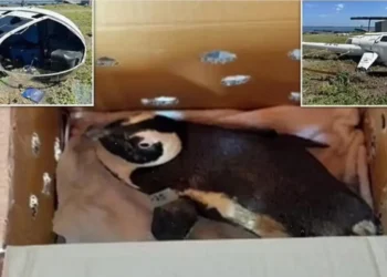 Penguen helikopter düşürdü!