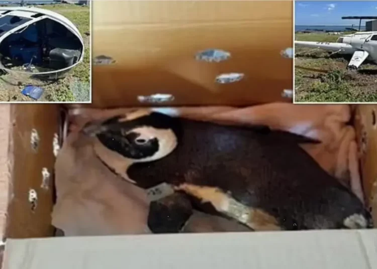 Penguen helikopter düşürdü!