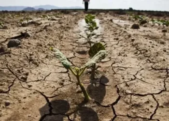 Tuna Cevher yazdı I Çiftçi üretimden çekiliyor, tarımda alarm zilleri çalıyor