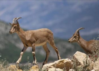 Yaban keçisi avlayan kişiye 671 bin lira ceza