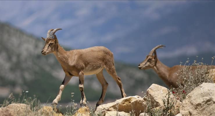 Yaban keçisi avlayan kişiye 671 bin lira ceza 1 Yaban keçisi avlayan kişiye 671 bin lira ceza