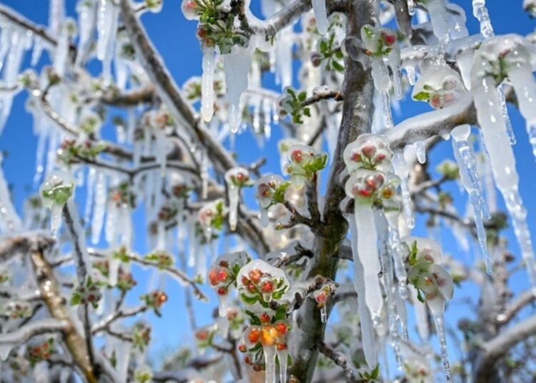 Don felaketi 36 ili vurdu: Fındık, ceviz, kayısı, elma, üzüm ve kriazda alarm