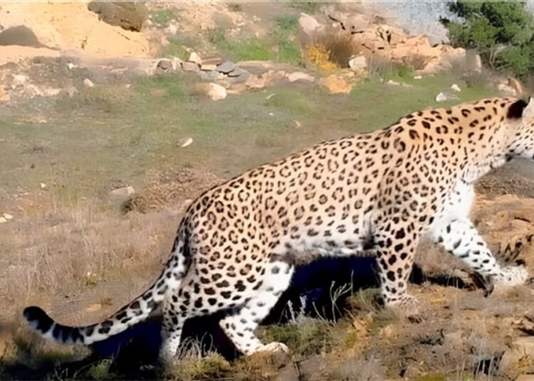 Anadolu Parsı görüntülendi
