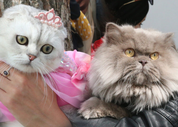 Tokat'ta kedi güzellik yarışması düzenlendi 1 Tokat’ta kedi güzellik yarışması düzenlendi