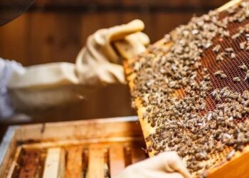 Zirai don arıcılığı da vurdu, bal üretimi düşecek