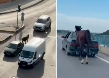 Atı otomobile bağlayarak götüren şahsa para cezası