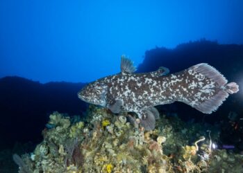 70 milyon yıl önce nesli tükendiği sanılan balık türü ilk kez görüntülendi