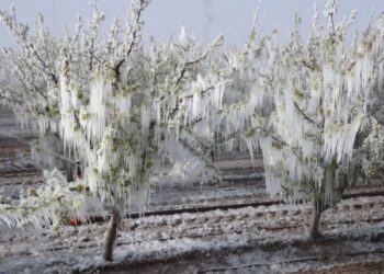 TZOB Genel Başkanı Bayraktar: Tarihin en büyük tarımsal afetini yaşıyoruz
