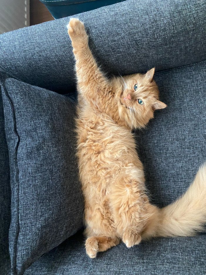 Garfield'dan Çizmeli'ye... Sarman kedilerin gizemi çözüldü: Neden genellikle erkekler? 2 Garfield'dan Çizmeli'ye... Sarman kedilerin gizemi çözüldü: Neden genellikle erkekler?