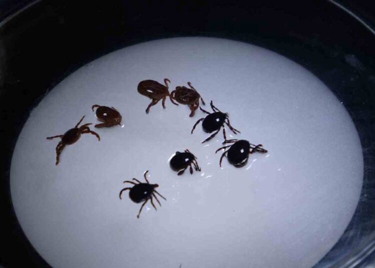 Sivas’ta kene alarmı: 1 kişi hayatını kaybetti 1 Sivas’ta kene alarmı: 1 kişi hayatını kaybetti