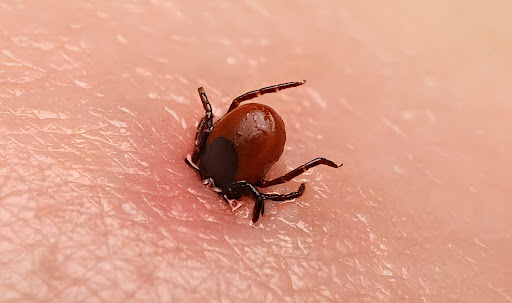 Pikniğe gitti, kene ısırması sonucu öldü 1 Kene ısırığı sonrası hastaneye kaldırılan 1,5 yaşındaki Metehan hayatını kaybetti