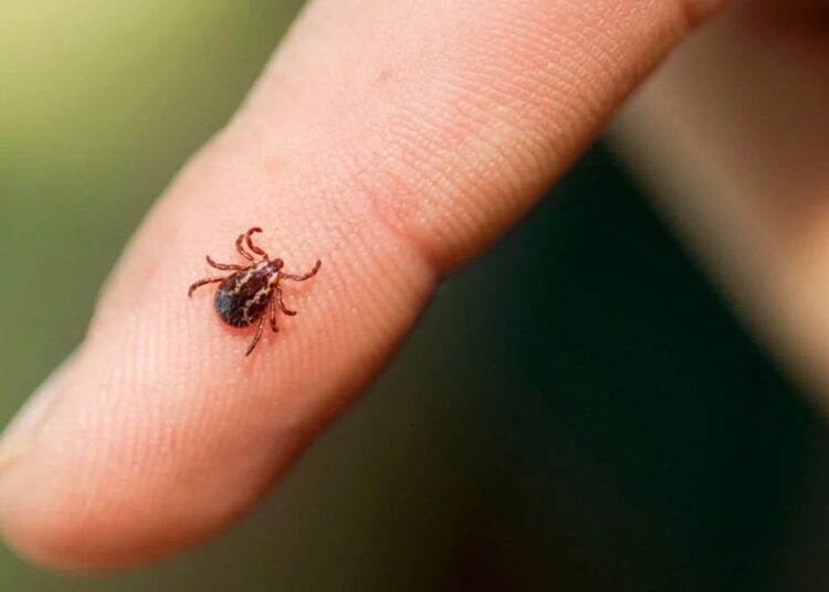 Sıcaklıklarla birlikte kene vakaları arttı 1 Sıcaklıklarla birlikte kene vakaları arttı