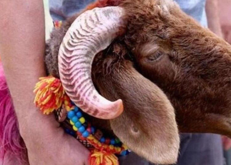 Doğu Ergil yazdı I KURBAN: İnanç, İtaat ve Dayanışmanın Tarihsel Serüveni 1 Satılmayan kurbanlıkları Et ve Süt Kurumu alacak