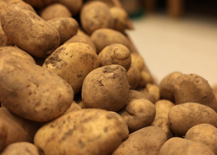 İskoçya’dan ithal edilen 850 ton patates virüslü çıktı