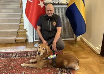 Türkiye’de göçük altında 18 kişiyi kurtarmıştı: Kahraman köpek hayatını kaybetti